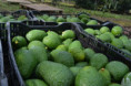 Corrientes consolida una de las mayores producciones de palta y mamón